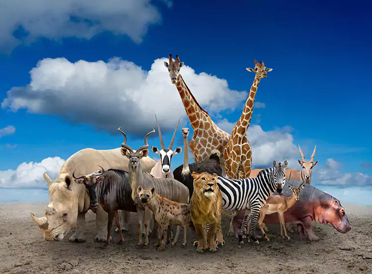 african savannah wild animals photography backdrop