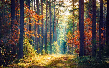 morning sun rays through nature forest